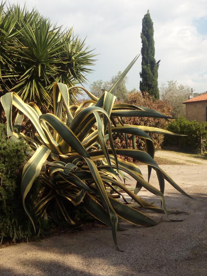 Case Cordovani Magliano in Toscana Exterior foto